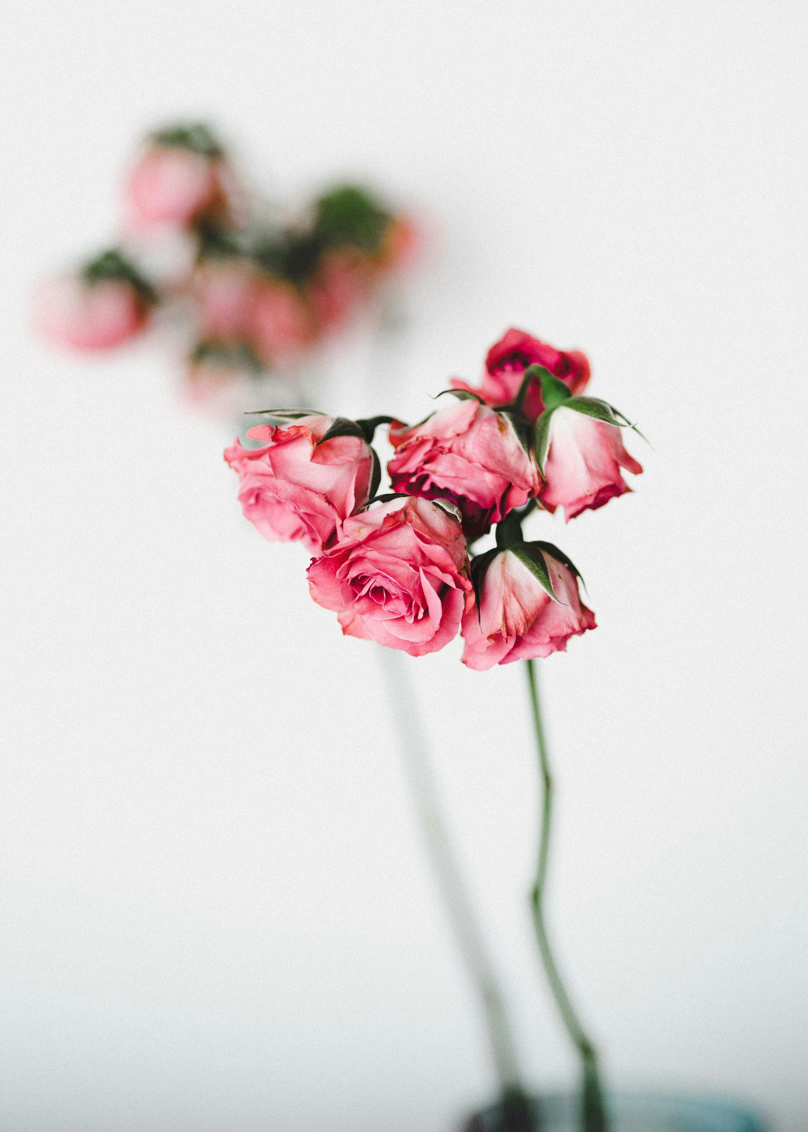 pink roses shot